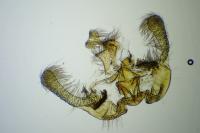 Endothenia marginana