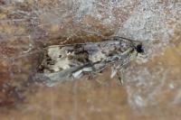 Endothenia marginana