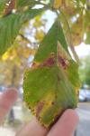 Cameraria ohridella