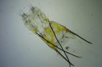 Anacampsis blattariella