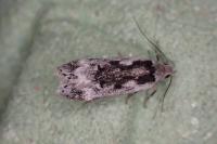 Anacampsis blattariella