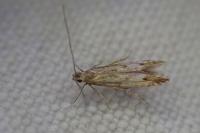 Monochroa lucidella