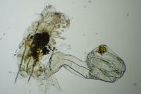 Batia lunaris