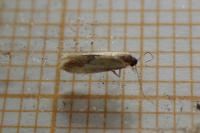Batia lunaris