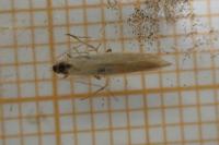 Coleophora milvipennis