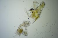 Coleophora milvipennis