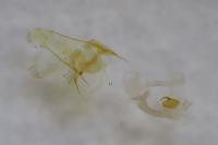 Coleophora milvipennis