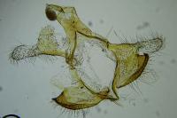 Coleophora alcyonipennella