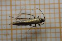 Coleophora alcyonipennella