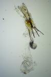 Coleophora serratella