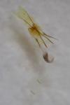 Coleophora serratella