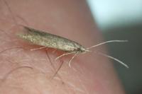 Coleophora serratella