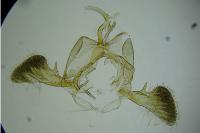 Parornix atripalpella