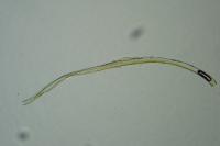 Parornix atripalpella
