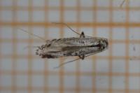 Parornix atripalpella