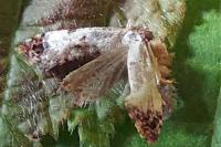 Neocochylis hybridella