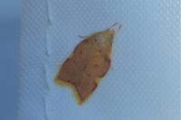 Carcina quercana