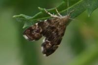 Anthophila fabriciana