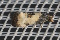Neocochylis dubitana