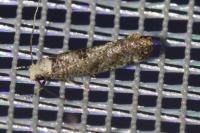 Paraswammerdamia albicapitella