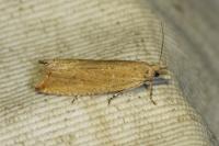 Bactra