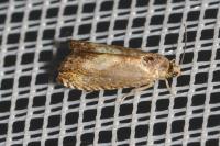 Dichrorampha petiverella