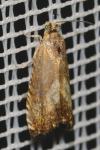Dichrorampha petiverella