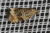 Celypha lacunana