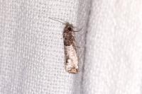 Notocelia