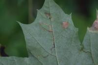 Stigmella aceris
