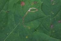 Stigmella aceris
