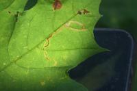 Stigmella aceris