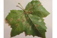 Phyllonorycter joannisi