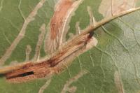 Phyllonorycter joannisi