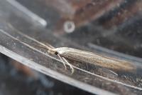Coleophora ochrea