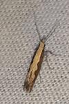 Plutella xylostella
