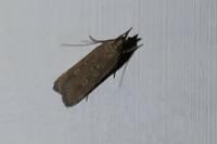 Helcystogramma triannulella
