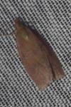 Celypha rosaceana