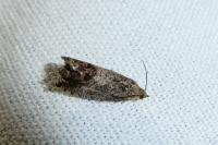 Cydia fagiglandana/splendana