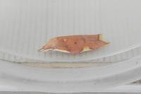 Carcina quercana