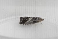 Cydia splendana