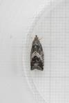 Cydia splendana