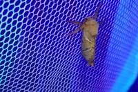 Triodia sylvina