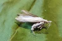 Coleophora kuehnella