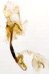 Coleophora kuehnella