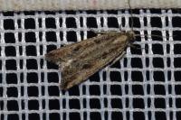 Bactra
