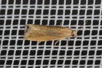 Bactra