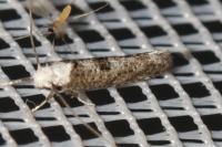Paraswammerdamia albicapitella