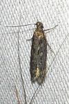 Gelechia sororculella