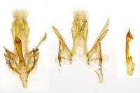 Gelechia sororculella